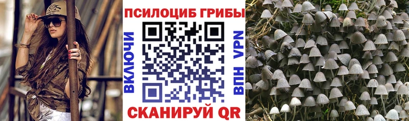 darknet наркотические препараты  Гаджиево  Псилоцибиновые грибы мицелий  цена наркотик 